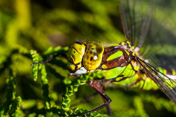 southern migrant hawker (Aeshna affinis)