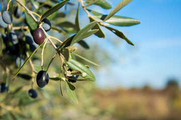 Detail Of An Olive Tree With A Close Up Of A Branch And Some Leaves