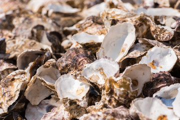 Oyster shells close-up, Leucate, France. Close-up.