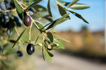 Detail Of An Olive Tree With A Close Up Of A Branch And Some Leaves