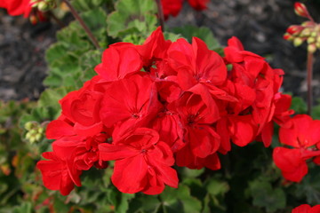 Beautiful Red