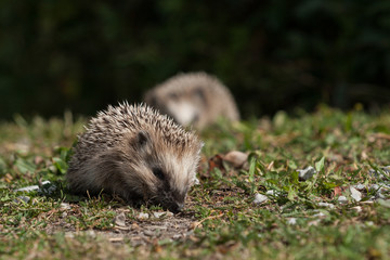 Igelkottar i trädgård