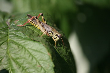 Grasshopper