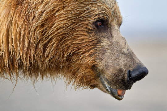 Close up of brown bear