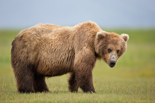 Portrait of brown bear standing on grassy landscape