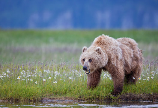 Brown bear eating meadow grass with wild flowers in Alaska