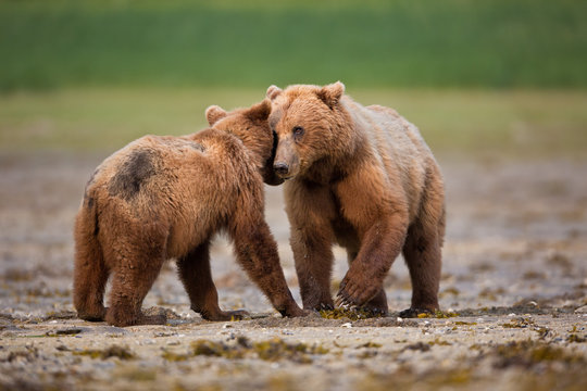 Brown bear and cub together on the mud flats in Alaska