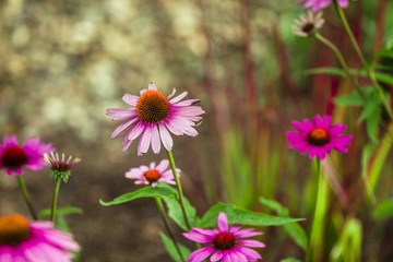 Obraz premium Echinacea, Sonnenhut. Homöopatische Mittel im Garten