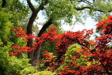 Japanese Maple 1