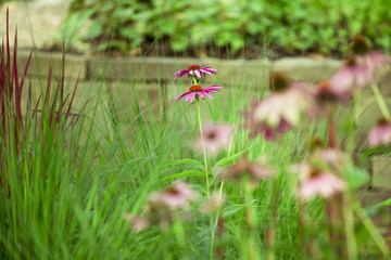Echinacea, Sonnenhut. Homöopatische Mittel im Garten
