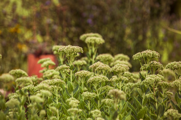 Fette Henne, Sedum. Bodendecker im Garten