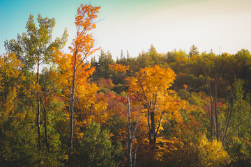 Fototapeta premium Mont Tremblant Fall Foliage