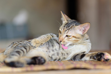 Cute kitten lick and washing itself, animal and pet