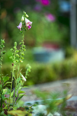 Fingerhut, Giftpflanze im Garten