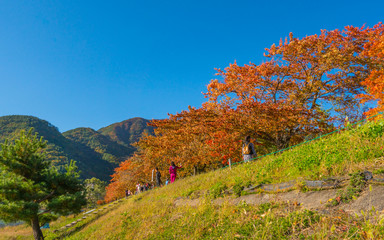 河口湖の秋風景2017