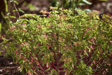 Goldwolfsmilch, Homöopathisches Mittel