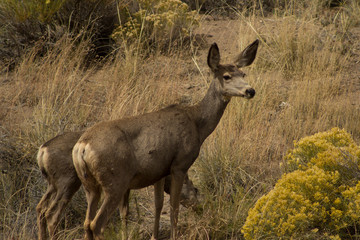 Two deer