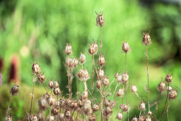 Jungfer im Grünen im Garten, Schwarzkümmel