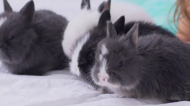 Little cute decorative rabbits in photo studio