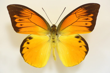 Fototapeta na wymiar Hebomoia leucippe detanii butterfly isolated