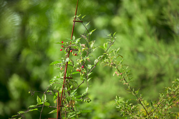 Kordelbeere, Beeren am Baum im Garten