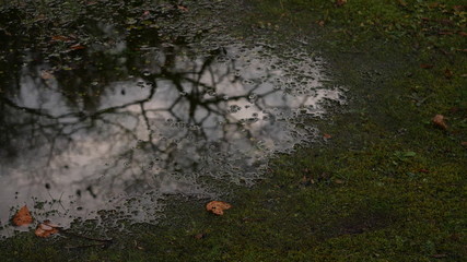 公園の秋　雨と水たまり