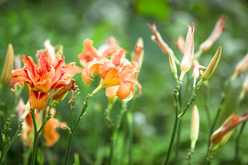 Lilie, Lilium, Schnittblume