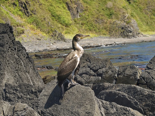 Phalacrocorax closeup