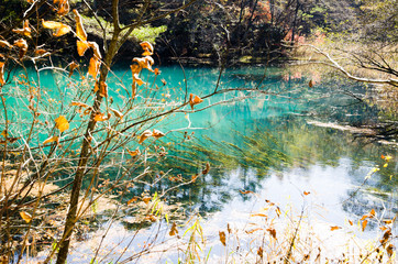 秋の裏磐梯・五色沼　赤沼と水草（福島県北塩原村）