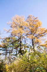秋の裏磐梯　カラ松の黄葉（福島県北塩原村）