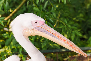 The great white pelican (Pelecanus onocrotalus). Portrait, close-up
