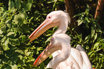 The great white pelicans (Pelecanus onocrotalus). Portrait, close-up