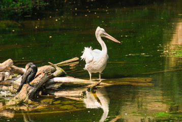 Dalmatian pelican (Pelecanus crispus) and the great black cormorant (Phalacrocorax carbo) Pelican on a small island of driftwood