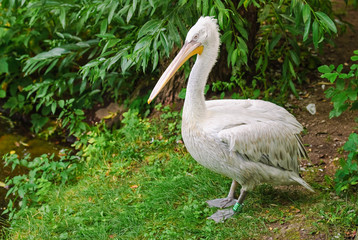 Dalmatian pelican (Pelecanus crispus) on the shore in the shade