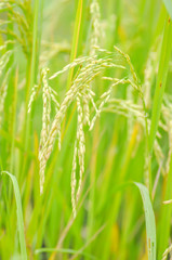 rice plant or rice field