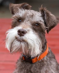 Schnauzer pup