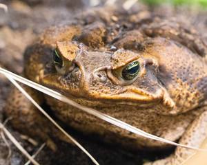 African toad