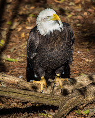 Bald Eagle looking up