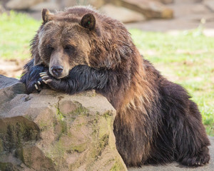 Lazy grizzly