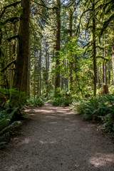 Wide Dirt Trail Through Mossy Forest