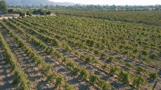 Valle de Guadalupe Wine Country Aerial Shot 10