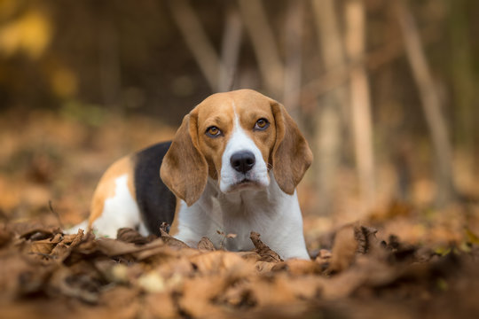 Beagle dog portrait in the autumn forest