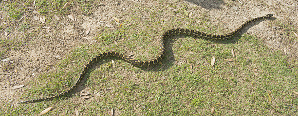  long  carpet python