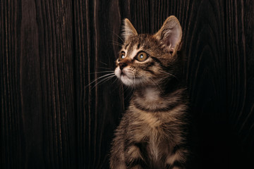 Young cat on a wooden dark background