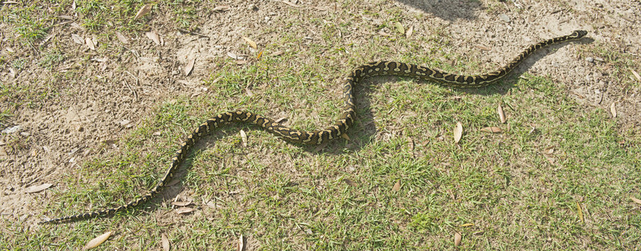  long  carpet python