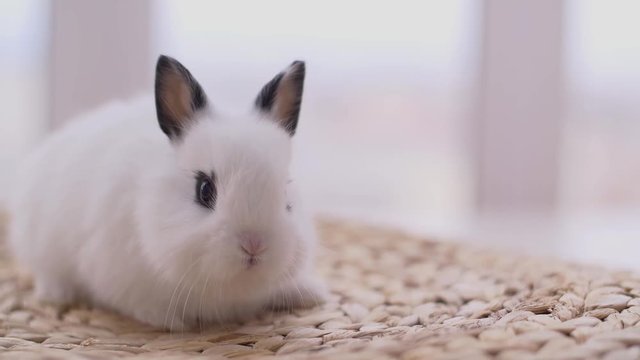 Little cute decorative rabbits in photo studio