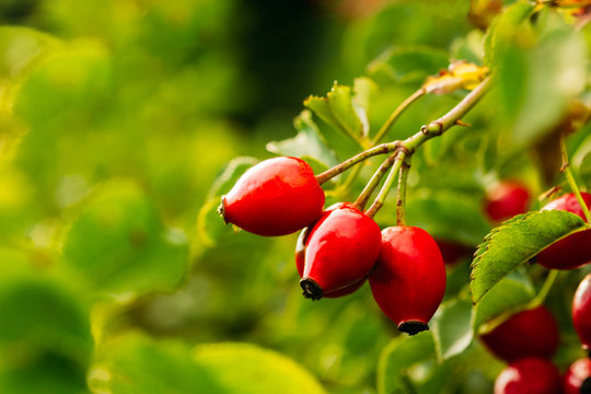 Fototapeta Ripe briar in the garden