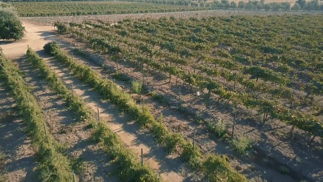 Valle de Guadalupe Wine Country Aerial Shot 12