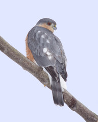 Cooper's Hawk