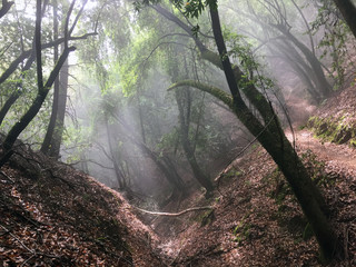 Austin Creek State Recreation Area - park encompassing an isolated wilderness area. Its includes ravines, grassy hillsides, oak-capped knolls, and rocky summits offering glimpses offering glimpses.